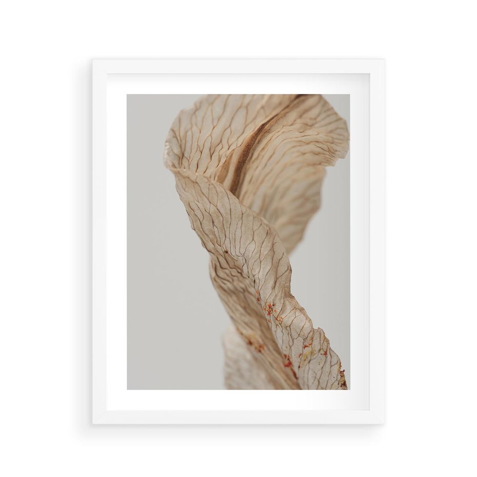 Plakat w ramie 40x50 - Suszone piękno - susz, suche - rama biała
