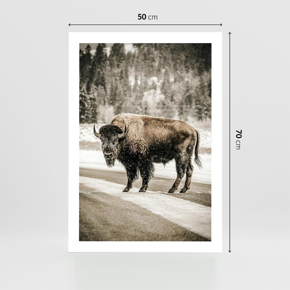 Plakat bez ramy 50x70 - Spotkanie z Żubrem na Leśnej Drodze - żubr, las