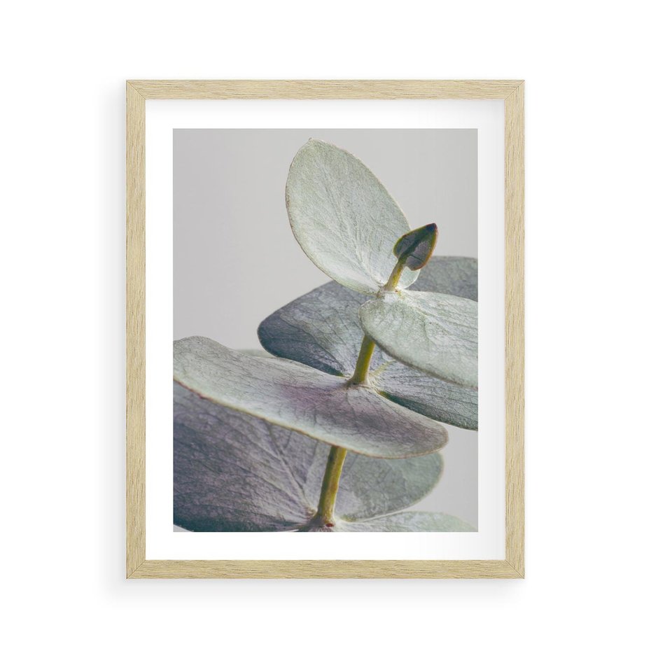 Plakat w ramie 40x50 - Zbliżenie Liści Eukaliptusa - eukaliptus, zbliżenie - rama drewno