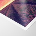 Plakat bez ramy 40x50 - Różowe Niebo nad Polami - pola lawendy, zachód słońca