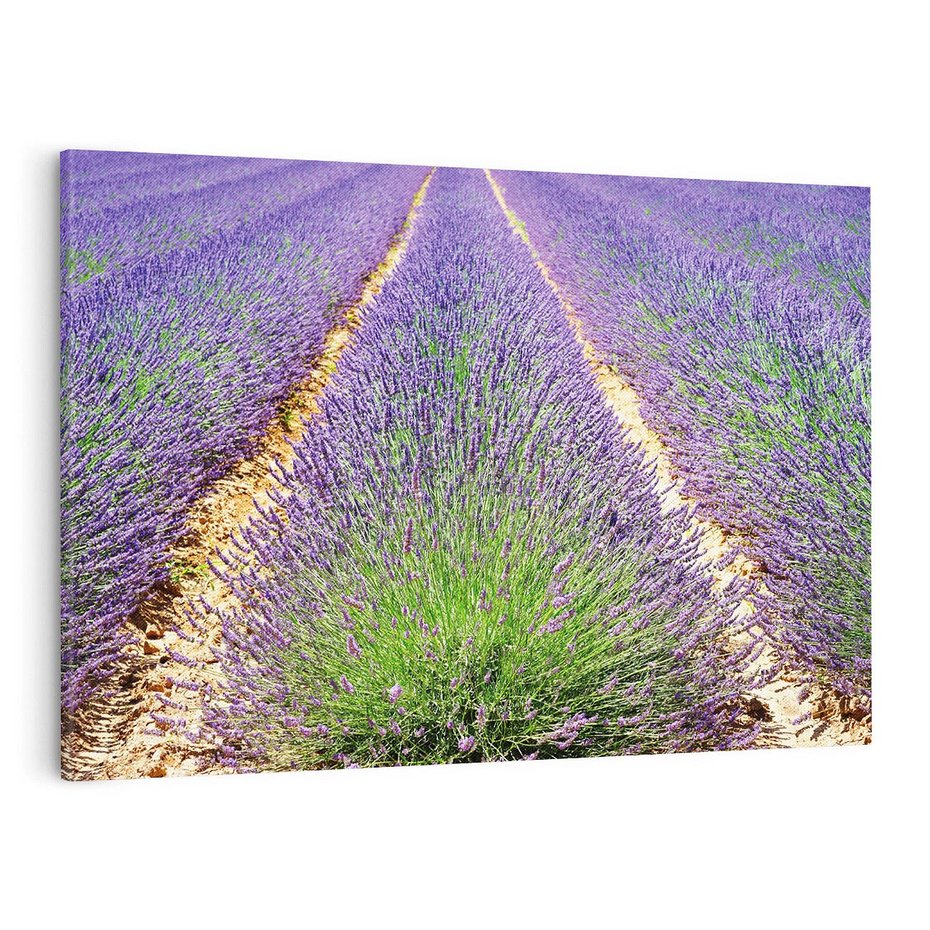 Obraz na płótnie 120x80 - Lawendowy kwiat - lawenda, kwiat