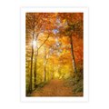 Plakat bez ramy 21x30 - Złote barwy jesiennego lasu - las, jesień