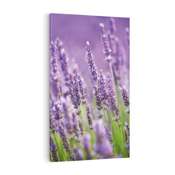 Obraz na płótnie 50x70 - Urok lawendy - lawenda, kwiaty