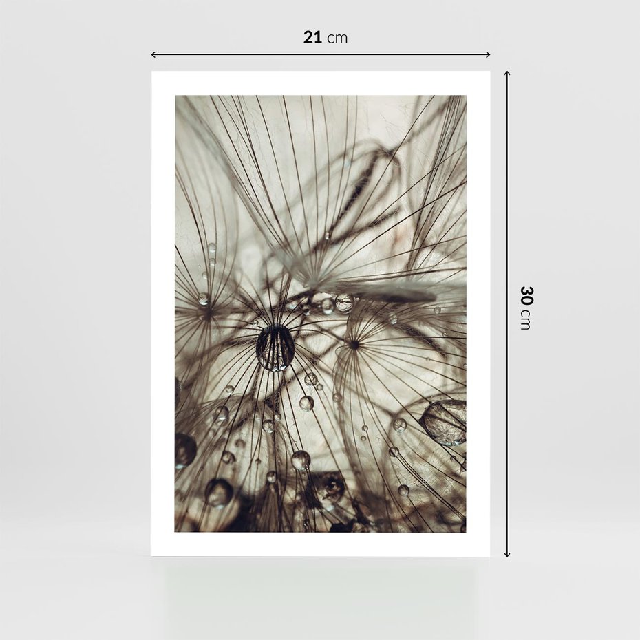 Plakat bez ramy 21x30 - Lekkie dmuchawce - dmuchawce, krople