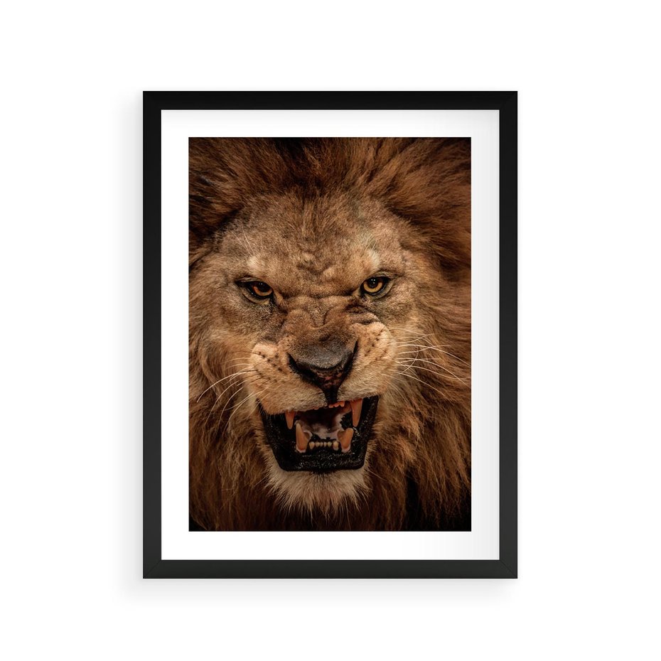 Plakat w ramie 30x40 - Władca Sawanny - lew, sawanna - rama czarna