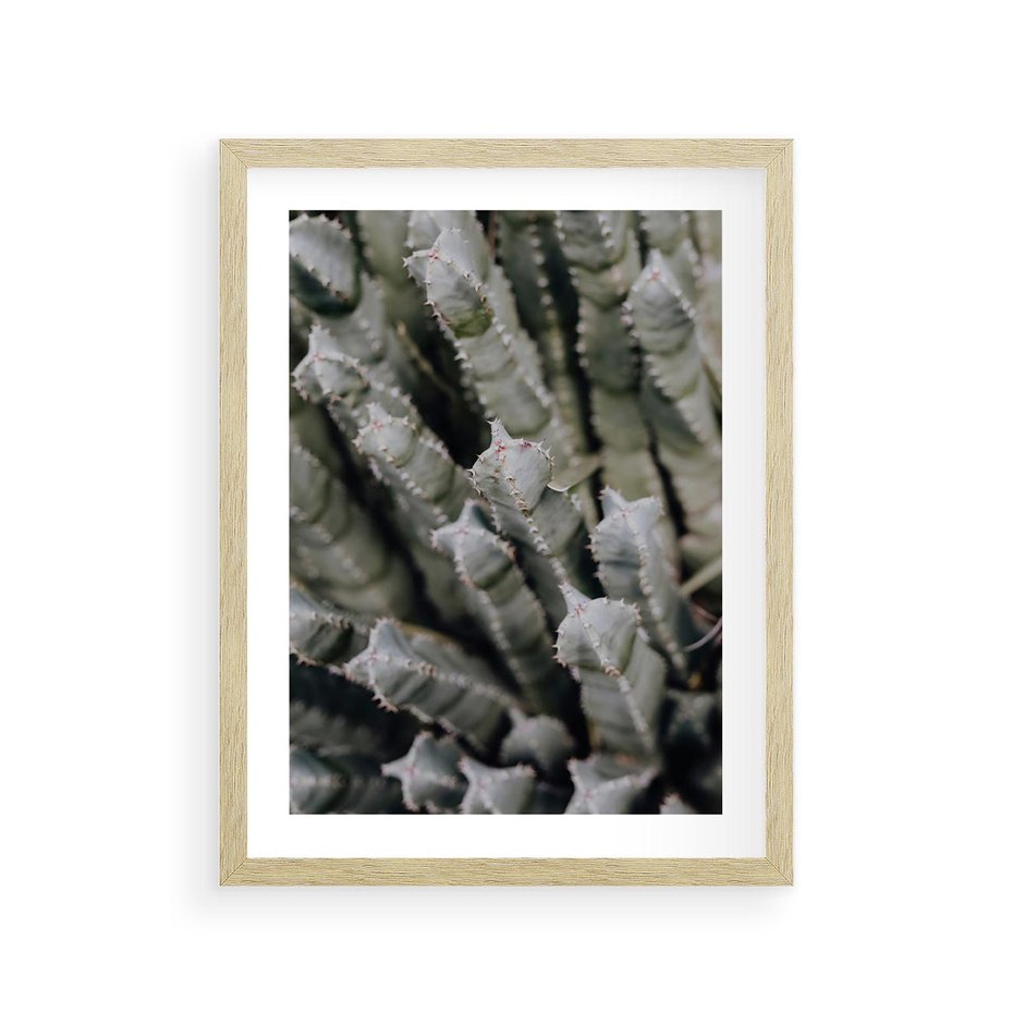 Plakat w ramie 30x40 - Oaza Natury - sukulenty, kaktusy - rama drewno