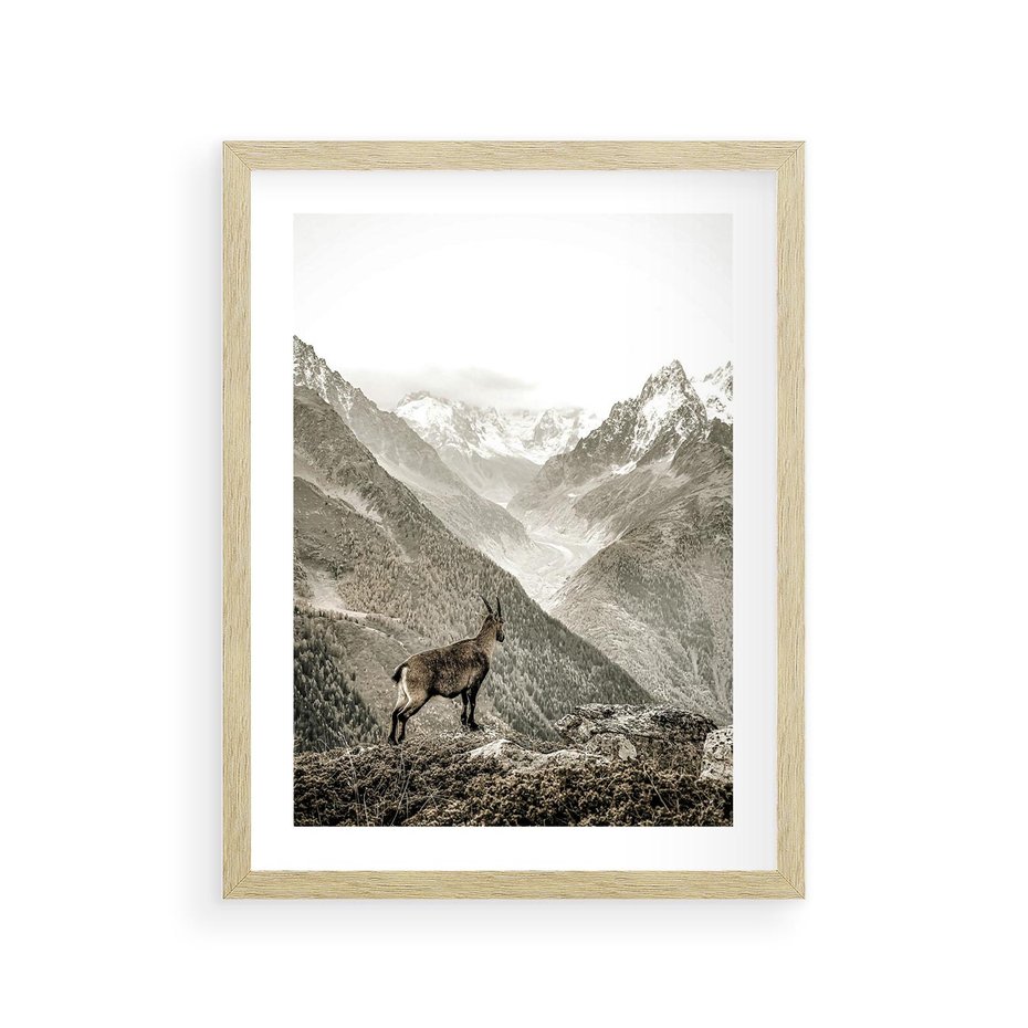 Plakat w ramie 30x40 - Dzikie Piękno: Kozica w Malowniczym Górskim Scenerii - kozica, góry - rama drewno
