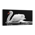 Obraz na płótnie 140x70 - Delikatne Uderzenie Skrzydeł Łabędzia - łabędź, ptak