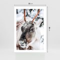 Plakat bez ramy 21x30 - Renifer w Zimowej Krainie - renifer, zima