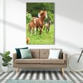 Obraz na płótnie 80x120 - Galopujące konie - konie, galop