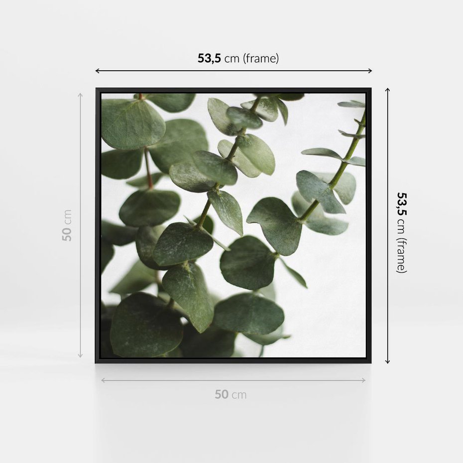 Obraz w ramie 50x50 - Zielone eukaliptusy - eukaliptus, liście - rama czarna