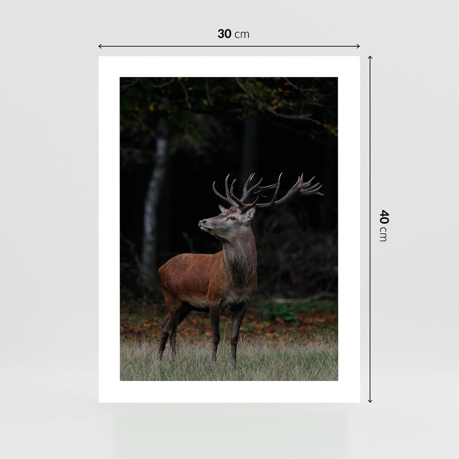 Plakat bez ramy 30x40 - Spotkanie z naturą - jeleń, las