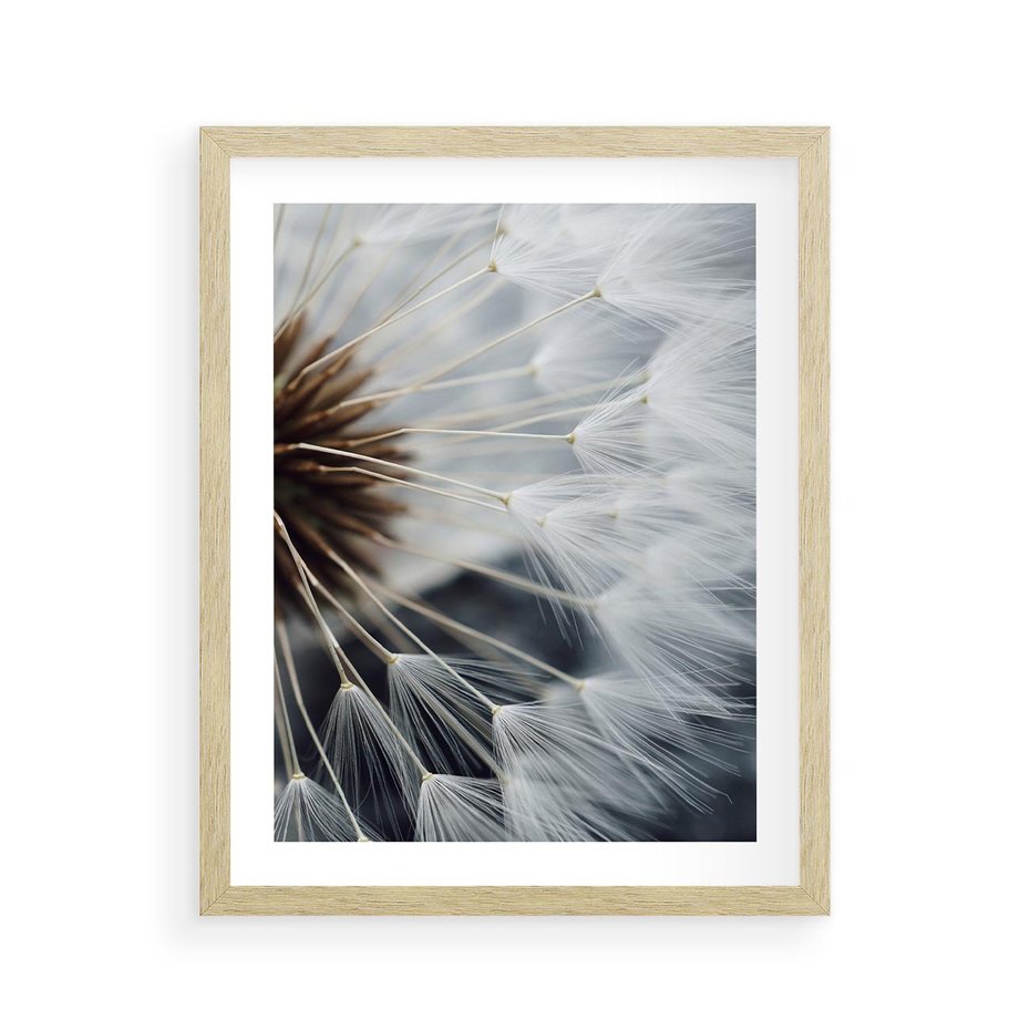 Plakat w ramie 40x50 - Dmuchawce w Naturze - dmuchawiec, zbliżenie - rama drewno