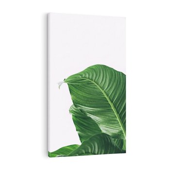 Obraz na płótnie 80x120 - Zielone liście monstery - liście, monstera