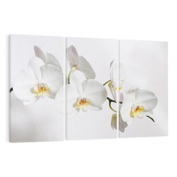 Obraz na płótnie 120x80 - Orchidea Kwiat - orchidea, kwiat