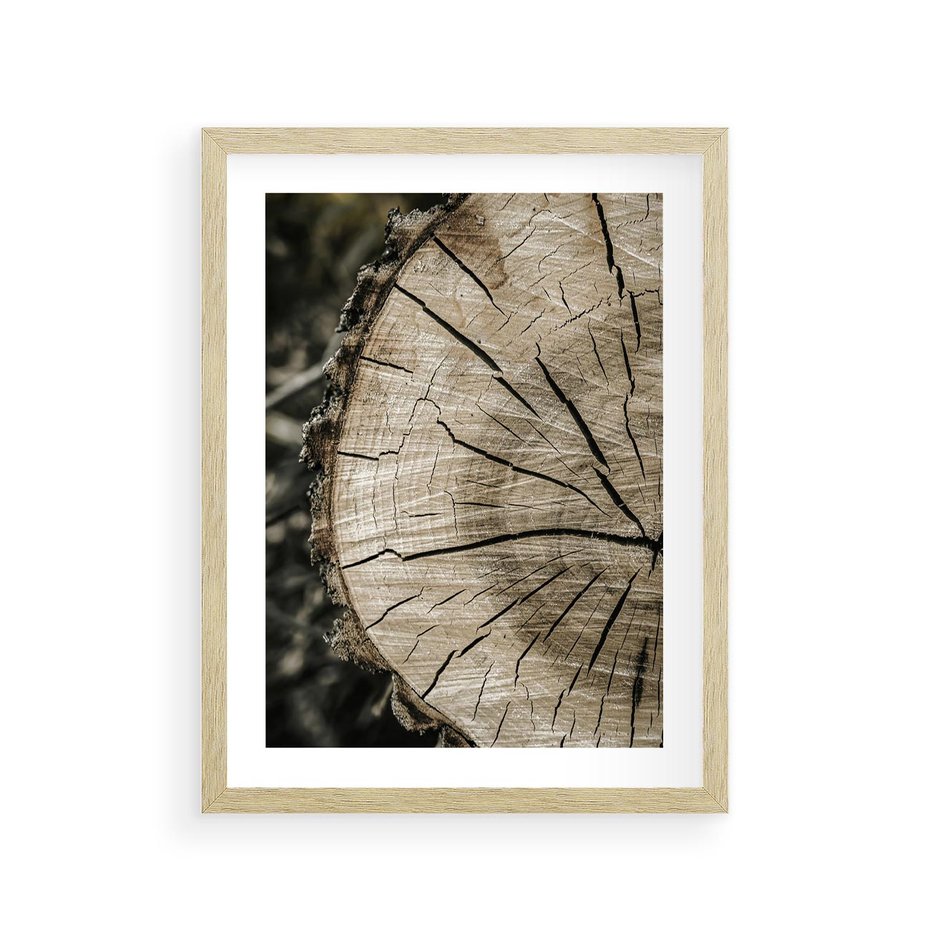 Plakat w ramie 30x40 - Wnętrze Natury - pień, przecięty pień - rama drewno