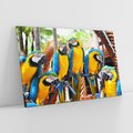 Obraz na płótnie 120x80 - Kolorowa parada papug - papuga, papugi