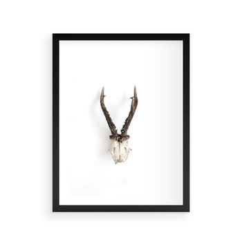 Plakat w ramie 40x50 - Minimalistyczne Poroże Jelenia - poroże jelenia na ścianie, minimalizm - rama czarna
