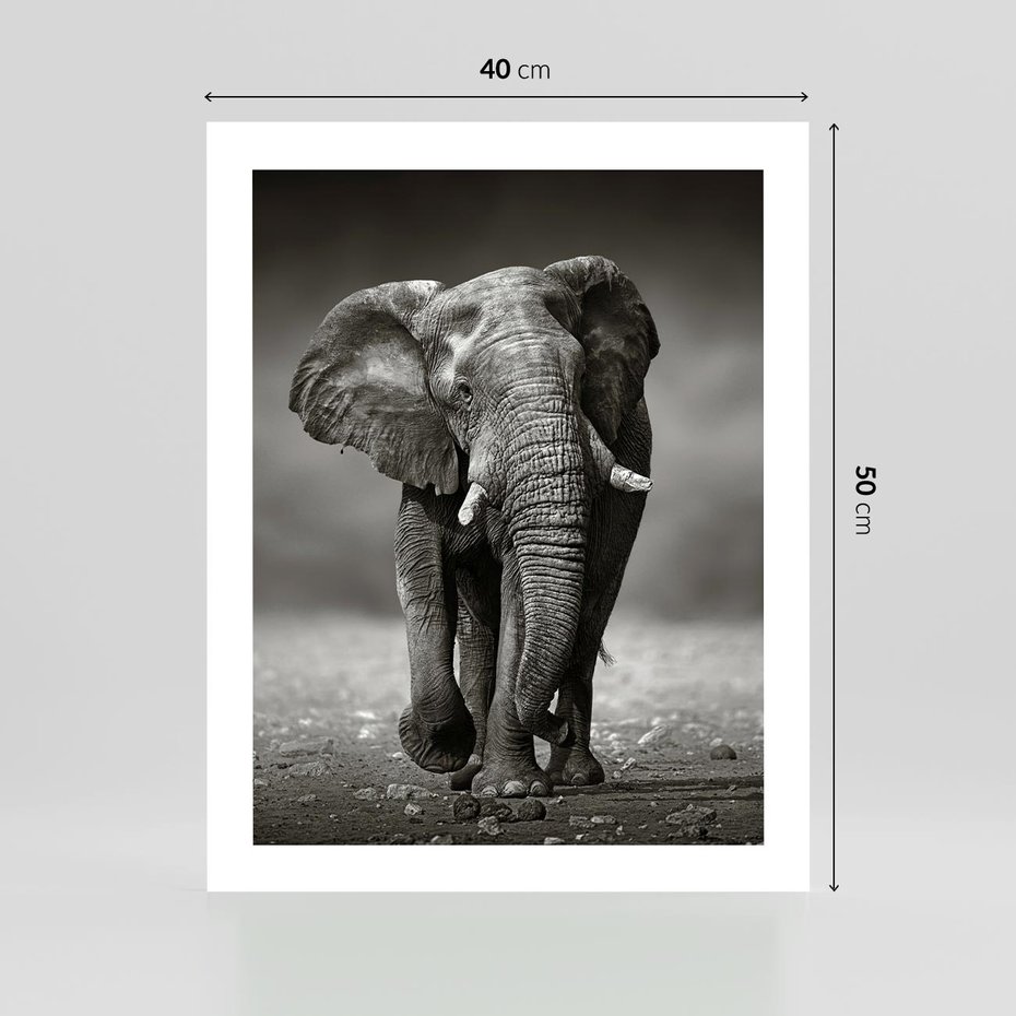 Plakat bez ramy 40x50 - Majestatyczny słoń Afryki - słoń, Afryka