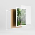 Plakat w ramie 50x70 - Magia lasu pełnego brzóz - las, brzozy - rama biała