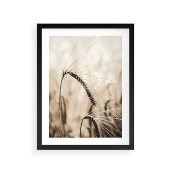 Plakat w ramie 50x70 - Źdźbło Pszenicy: Blisko Natury - źdźbło pszenicy, pszenica - rama czarna