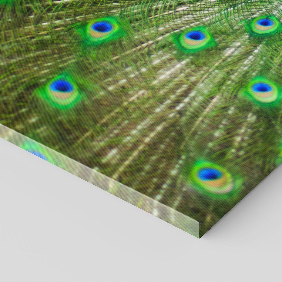 Obraz na płótnie 140x70 - Wspaniałość pawich piór - paw, pióra