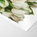 Plakat bez ramy 40x50 - Białe tulipany w pełnym rozkwicie - białe, tulipany