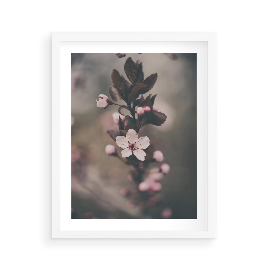 Plakat w ramie 40x50 - Przemijający Urok - kwitnąca, wiśnia - rama biała