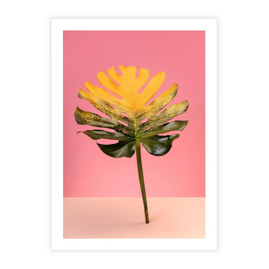Plakat bez ramy 50x70 - Majestatyczna monstera - monstera, liść