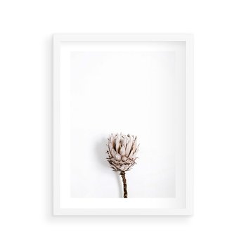 Plakat w ramie 30x40 - Suszona Roślina na Białym Tle - minimalizm, suszona roślina - rama biała