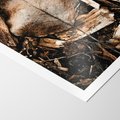 Plakat bez ramy 30x40 - Samotny Liść - liść, brąz