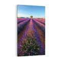 Obraz na płótnie 70x100 - Fioletowa Magia - pole, lawendy