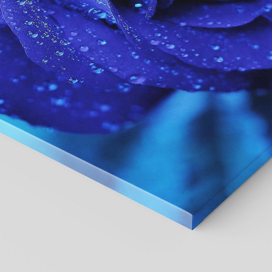 Obraz na płótnie 70x100 - Róża w pełnym rozkwicie - róża, kwiat