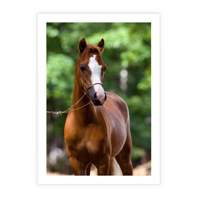 Plakat bez ramy 21x30 - Portret Szlachetnego Konia - koń, portret