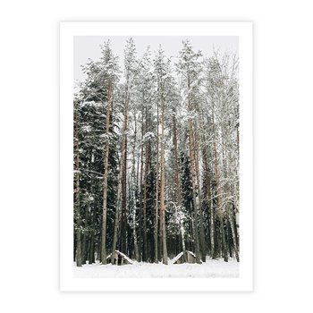 Plakat bez ramy 50x70 - Sypiący Śnieg - las w zimie, drzewa pod śniegiem
