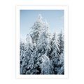 Plakat bez ramy 40x50 - Magia Śnieżnych Drzew - zima, iglaste drzewa