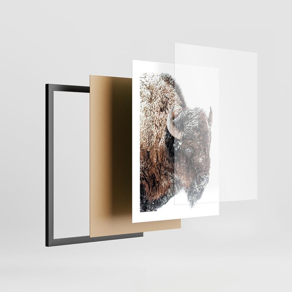 Plakat w ramie 30x40 - Obraz Dzikiej Przyrody w Śnieżnym Otoczeniu - żubr, śnieg - rama czarna