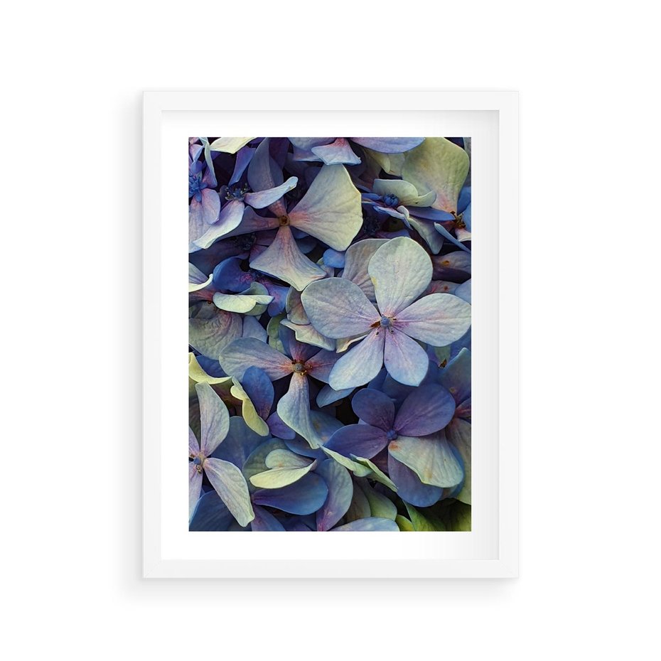 Plakat w ramie 30x40 - Hortensja - delikatność kwiatów - hortensja, kwiaty - rama biała