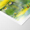 Plakat bez ramy 30x40 - Deszczowa Biedronka - biedronka, deszcz