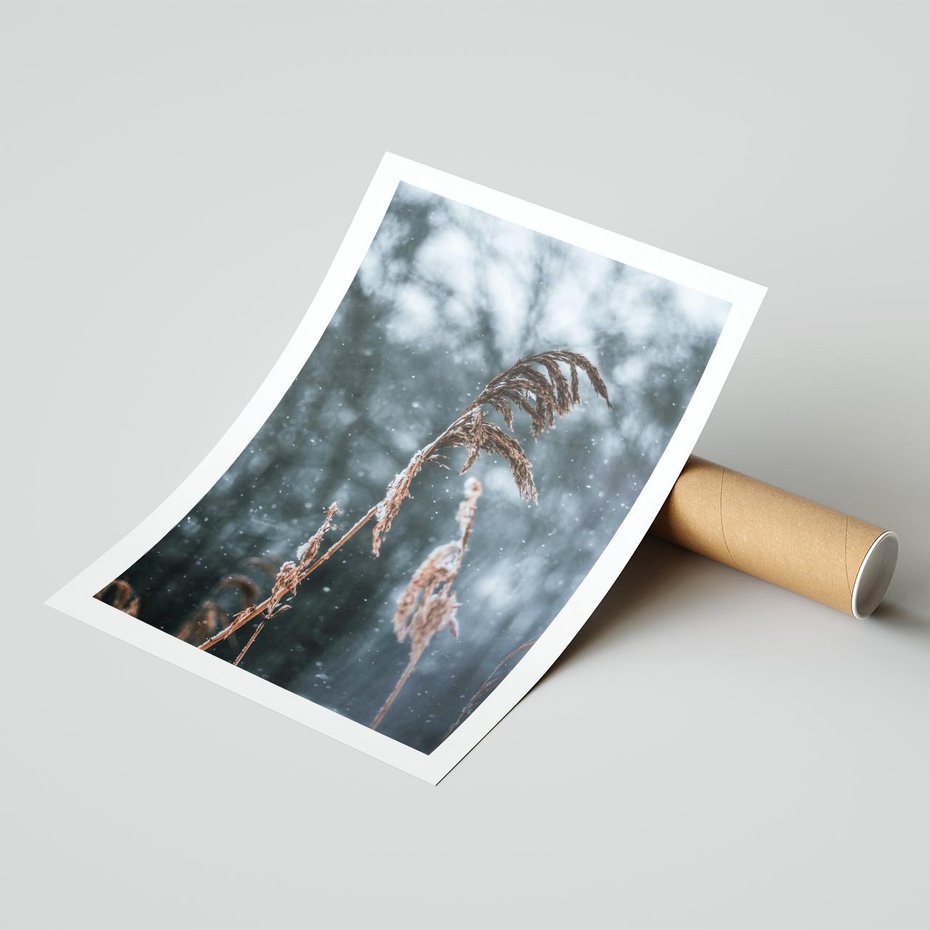 Plakat bez ramy 21x30 - Zima na Łonie Natury - sucha wysoka trawa, w zimie