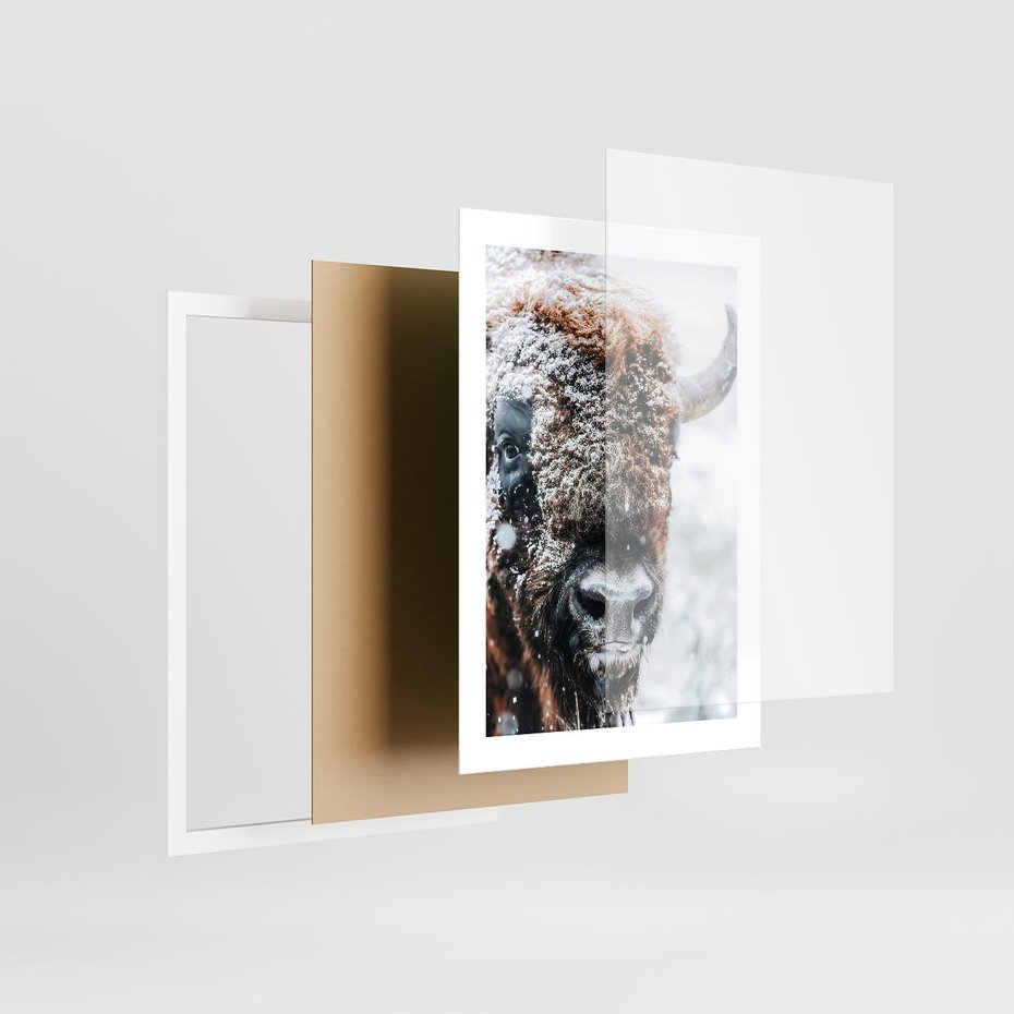 Plakat w ramie 30x40 - Żubr w Krainie Śniegu - żubr, zima - rama biała