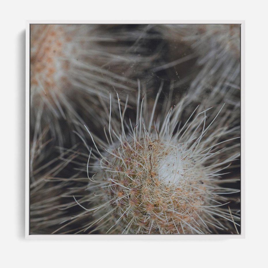 Obraz w ramie 80x80 - Ulotna Piękność Natury - makro, dmuchawce - rama biała