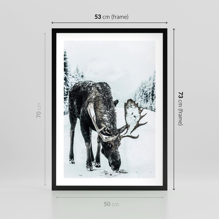 Plakat w ramie 50x70 - Zimowy Portret Łosia - łoś w zimowej scenerii - rama czarna