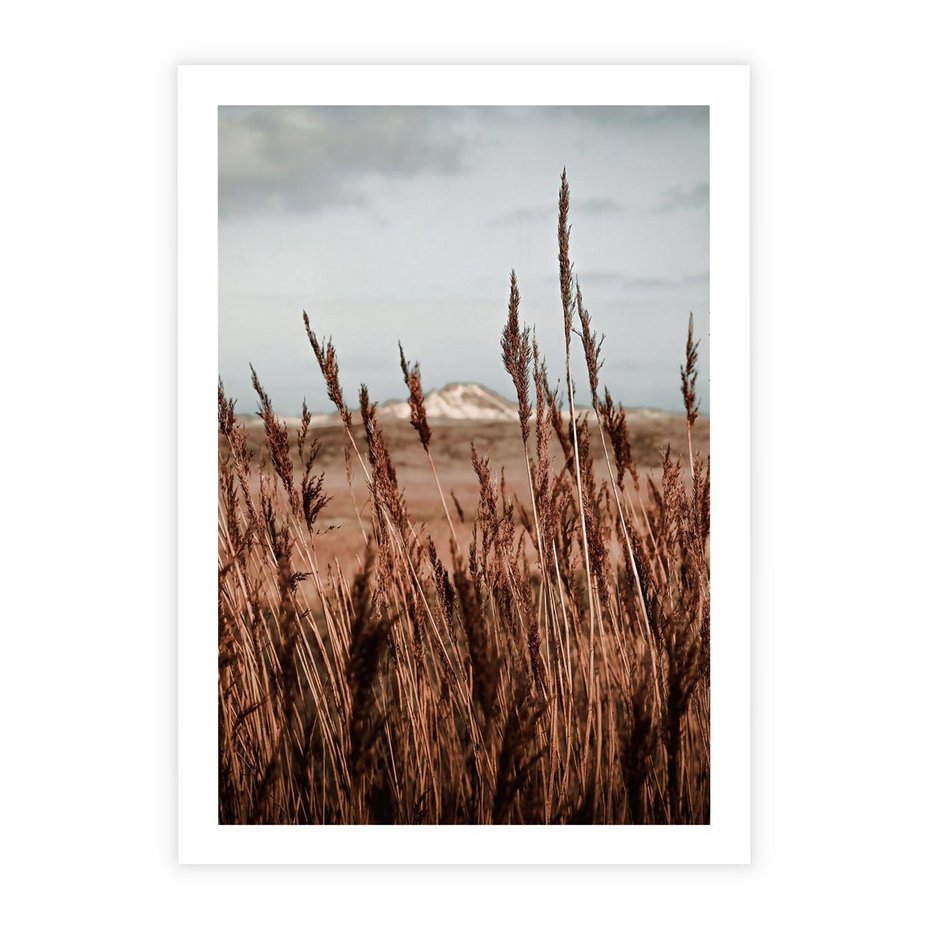 Plakat bez ramy 40x50 - Wysokie Trawy w Górskim Krajobrazie - suche trawy, wysokie trawy