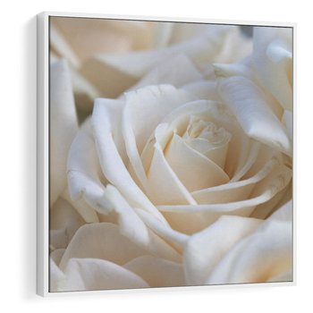 Obraz w ramie 50x50 - Białe róże piękności - białe, róże - rama biała