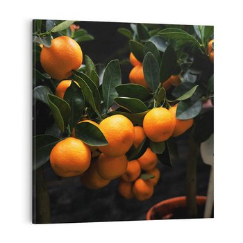 Obraz na płótnie 60x60 - Mandarynki Drzewko Urodzaju - mandarynki, drzewko