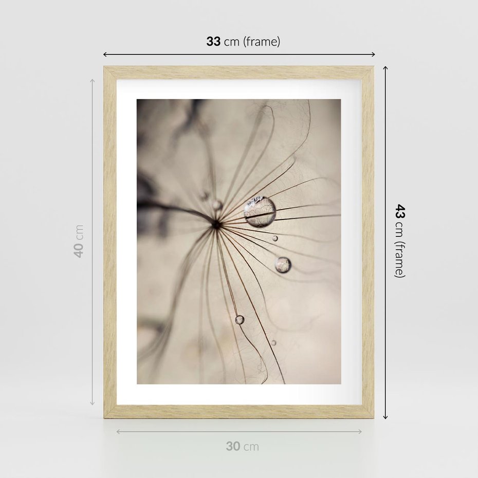Plakat w ramie 30x40 - Makro Uroda: Kropla na Dmuchawcu - zbliżenie makro, kropla wody na ziarenku dmuchawca - rama drewno
