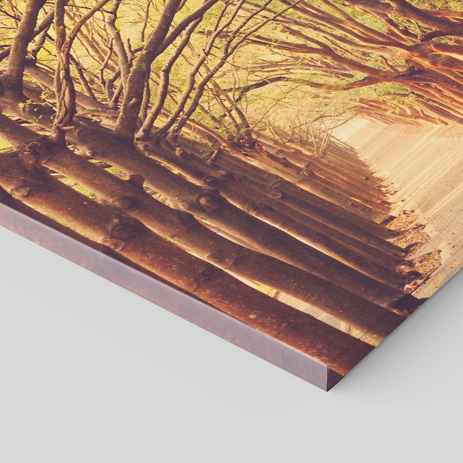 Obraz na płótnie 70x70 - Wędrówka między drzewami - droga, drzewa