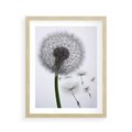 Plakat w ramie 40x50 - Lekkość Przemijania - dmuchawiec, makro - rama drewno