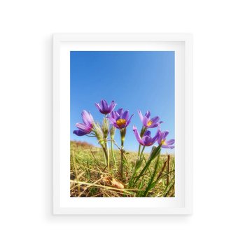 Plakat w ramie 40x50 - Kwiatowa siła łąki - kwiaty, łąka - rama biała